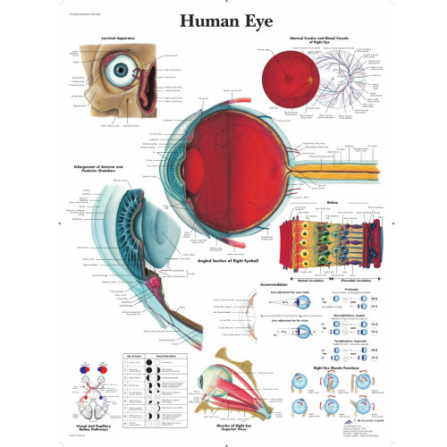 Human Eye Wall Chart