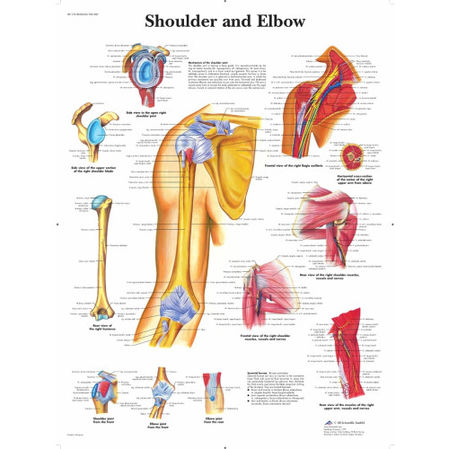 Shoulder & Elbow Wall Chart