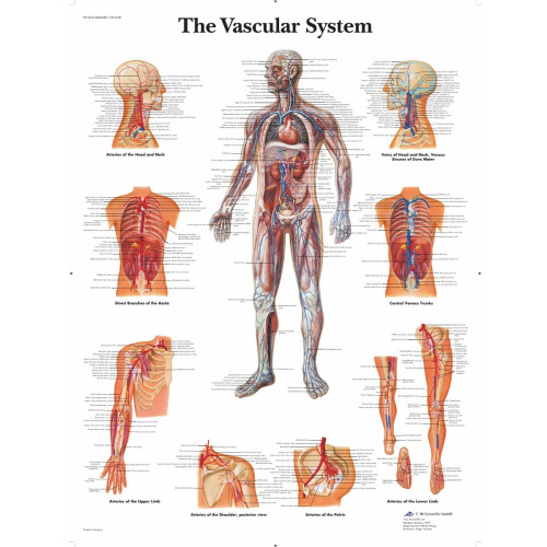 The Vascular System Wall Chart