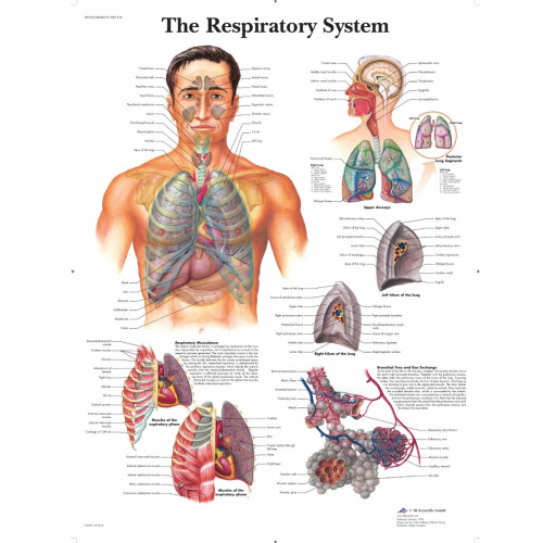 The Respiratory System Wall Chart