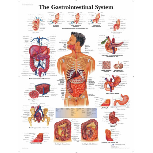 The Gastrointestinal System Wall Chart