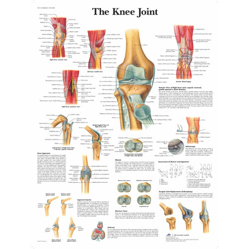 The Knee Joint Wall Chart