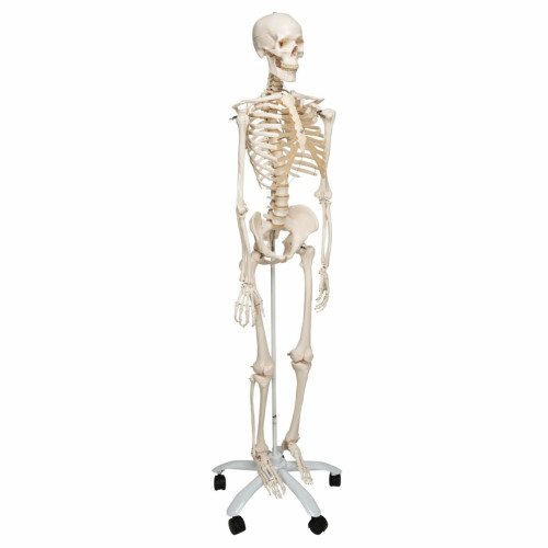 Skeleton On Stand