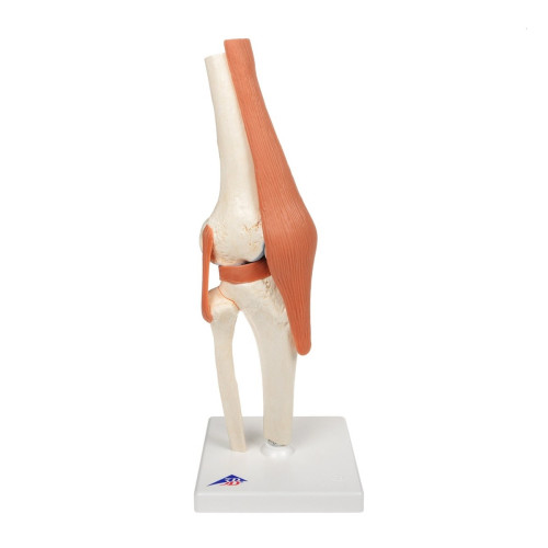 Functional Knee Joint Knee Joint with Ligaments