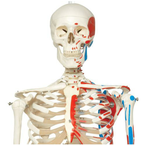 3B Human Skeleton Model Max on Hanging Stand with Painted Muscle Origins & Inserts