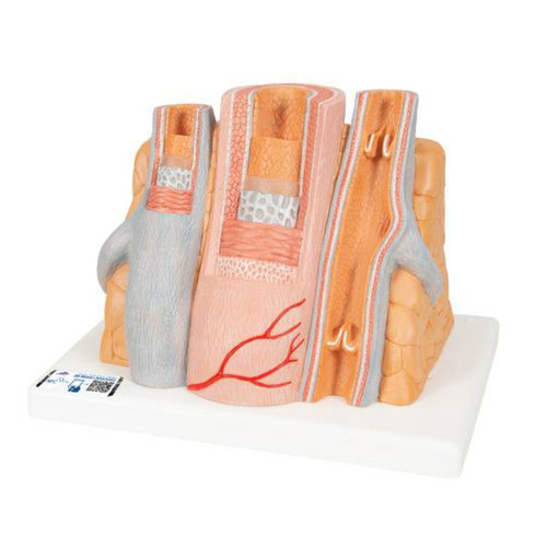 3B MICROanatomy Artery & Vein Model