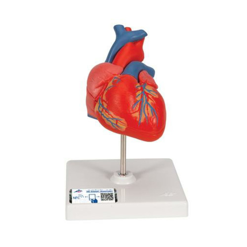 3B Classic Human Heart Model, 2 part