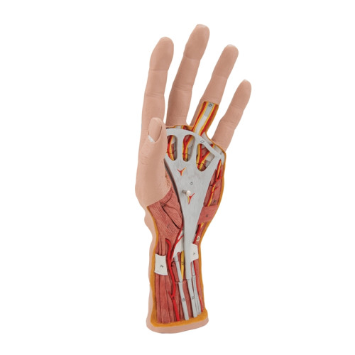 Internal Hand Structure Model, 3-part