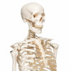 Skeleton On Stand