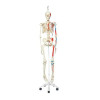 3B Human Skeleton Model Max on Hanging Stand with Painted Muscle Origins & Inserts