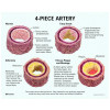 3B Artery Sections Model - 4 Part with Handle