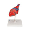 3B Classic Human Heart Model, 2 part