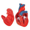 3B Classic Human Heart Model, 2 part